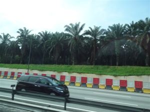 Palm Plantations line the Malaysian highways