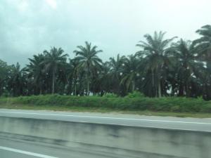 Palm plantations line the expressway