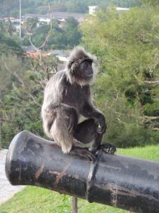 Monkeys on Bukit Mulawati