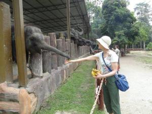 Feed bananas to the elephants