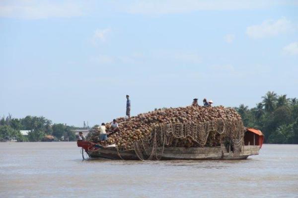 A coconut transporter brings its "cranial" cargo down river