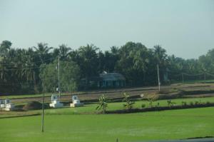 Tombs clustered in a family rice paddy